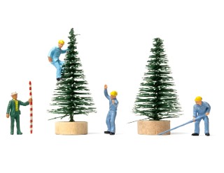 Blick über den Tellerrand: Wald im Klimastress